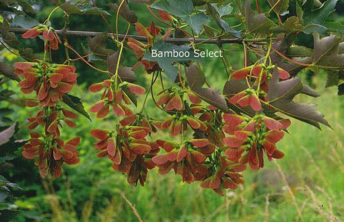 Acer pseudoplatanus 'Erythrocarpum'