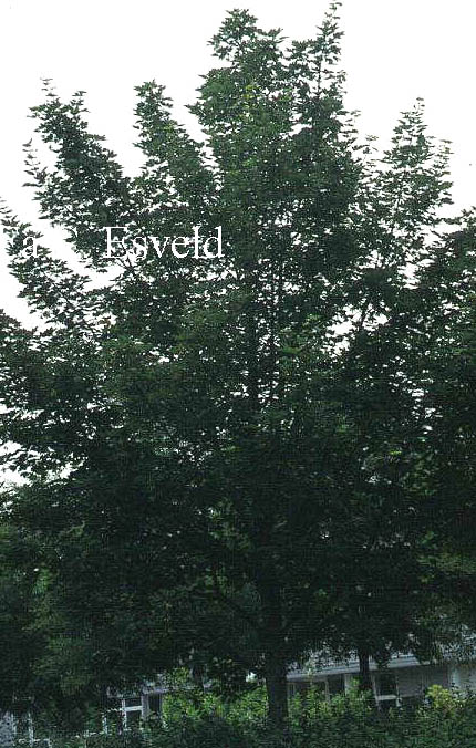 Acer pseudoplatanus 'Negenia'