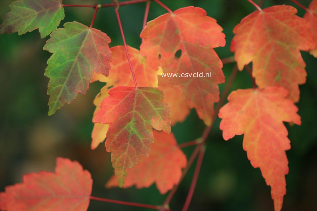Acer pycnanthum 'Asayake-nishiki'