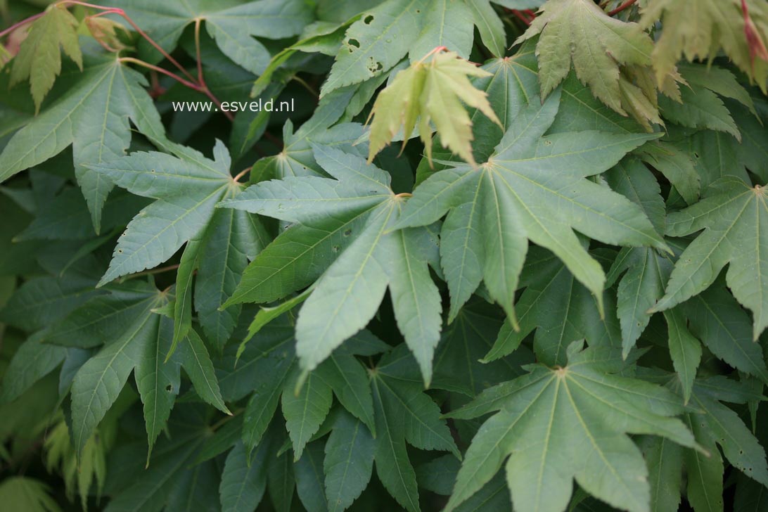 Acer robustum