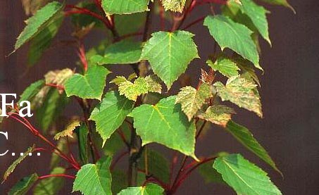 Acer rubescens 'Summer Surprise'
