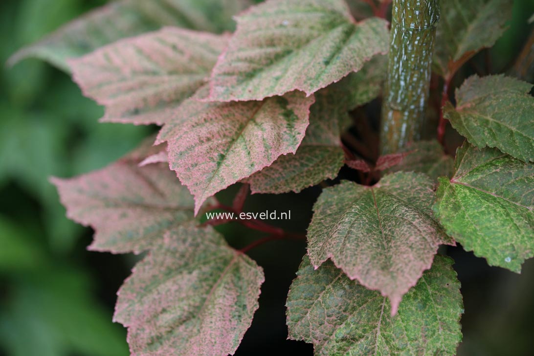 Acer rubescens 'Tickled Pink'