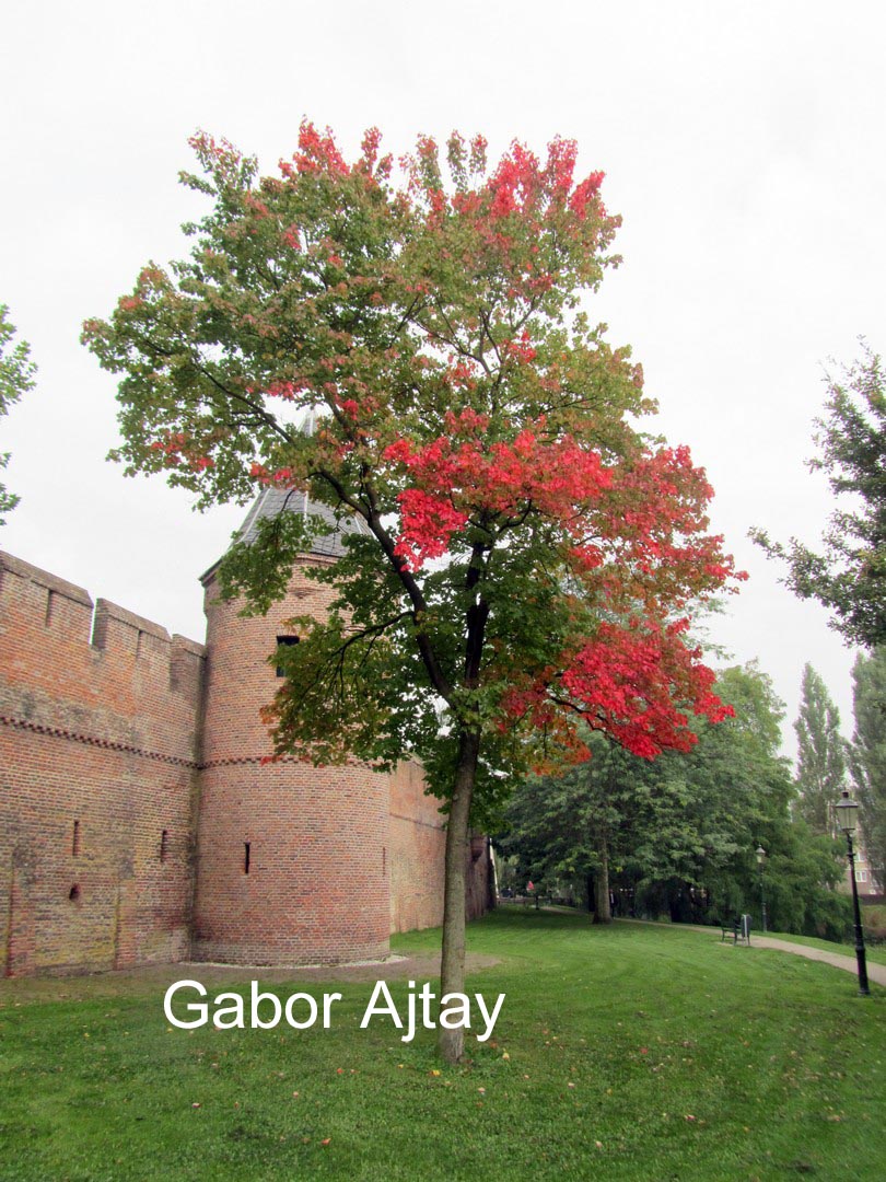 Acer rubrum 'Autumn Spire'
