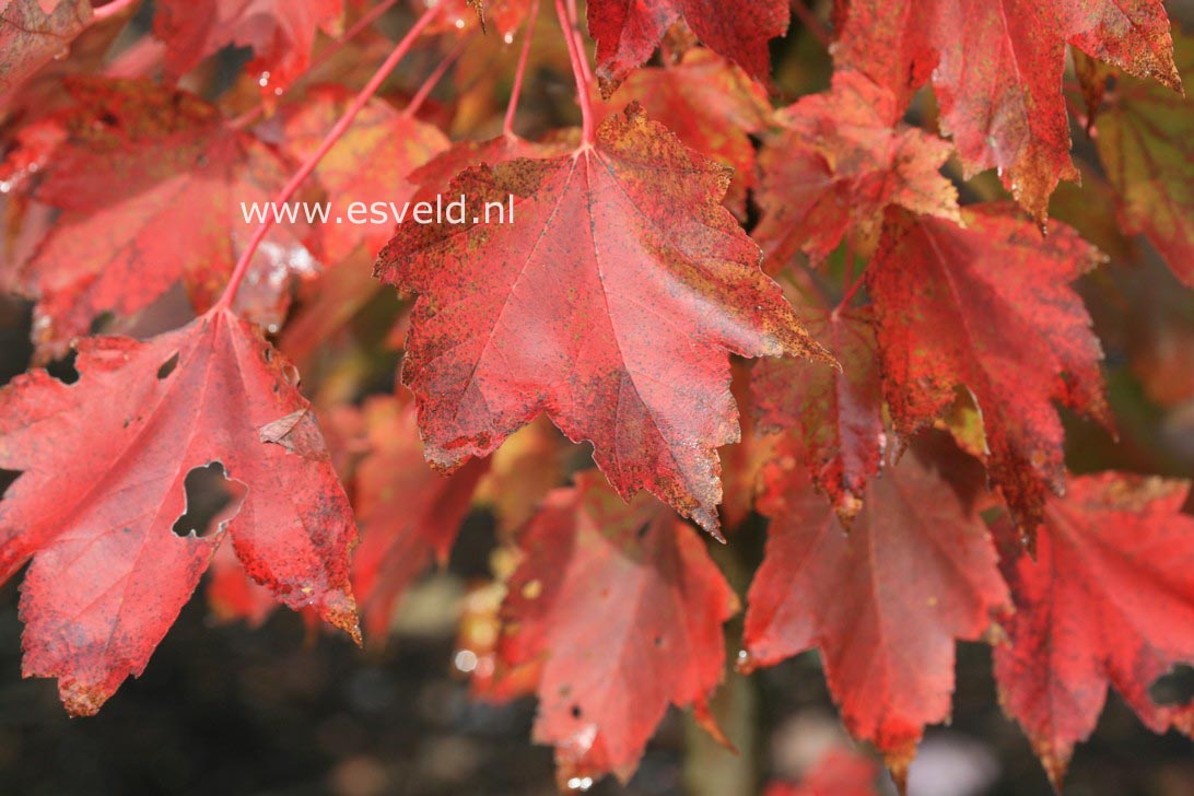 Acer rubrum 'Brandywine'