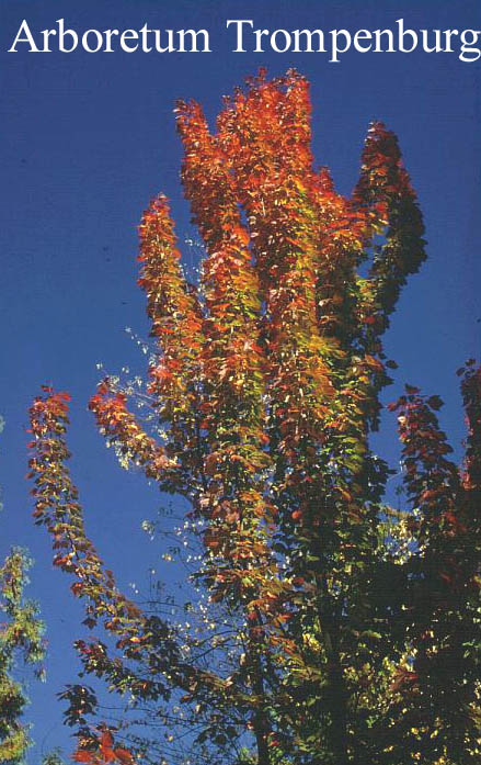 Acer rubrum 'Columnare' Acer rubrum 'Columnare'