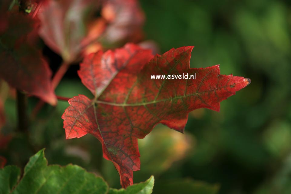 Acer rubrum 'Karpick'