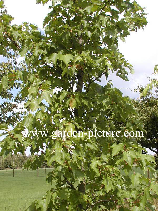 Acer rubrum 'Morgan' (INDIAN SUMMER)