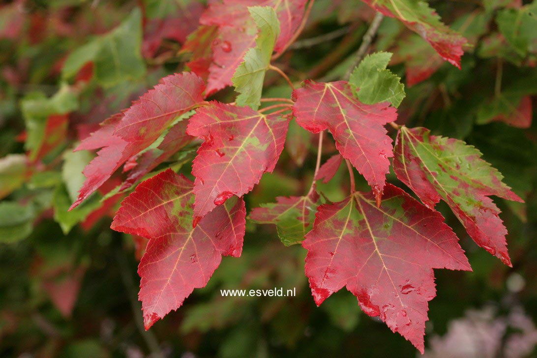 Acer rubrum 'Schlesingeri'
