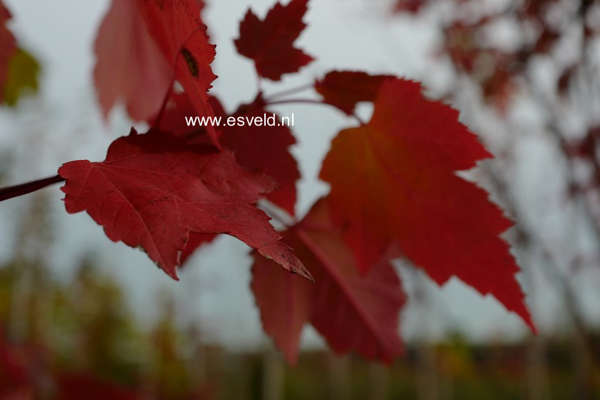 Acer rubrum 'Somerset'