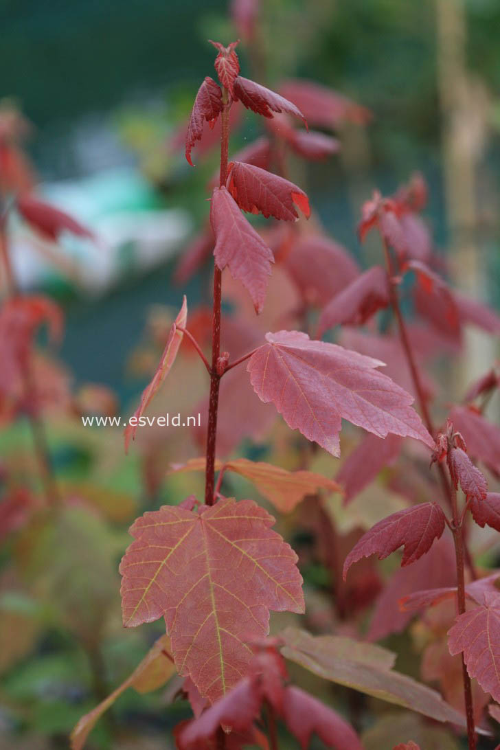 Acer rubrum 'Summer Red'
