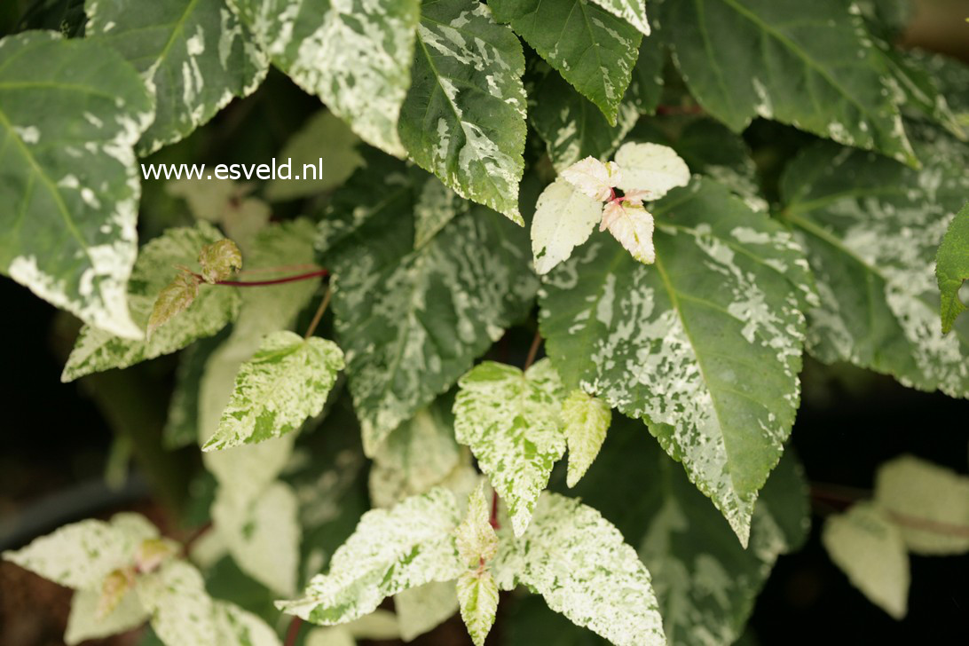 Acer rufinerve 'Kofuji nishiki'