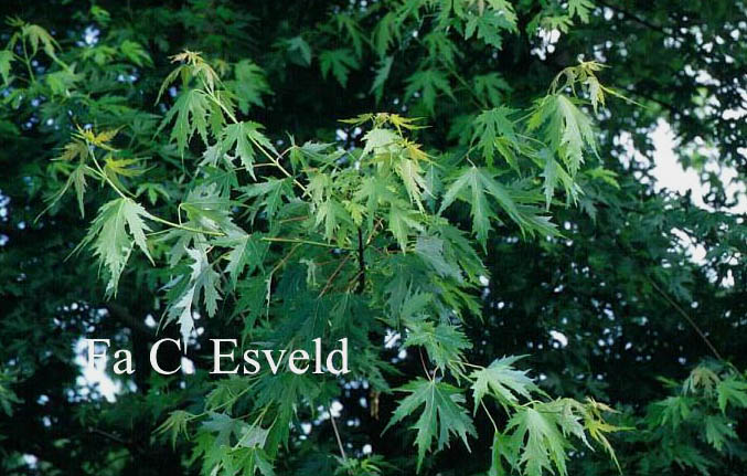 Acer saccharinum 'Beebe's Cutleaf Weeping'