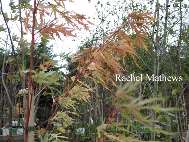 Acer saccharinum 'Born's Gracious' (81021)