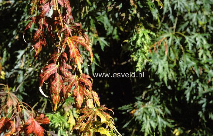 Acer saccharinum 'Wieri'