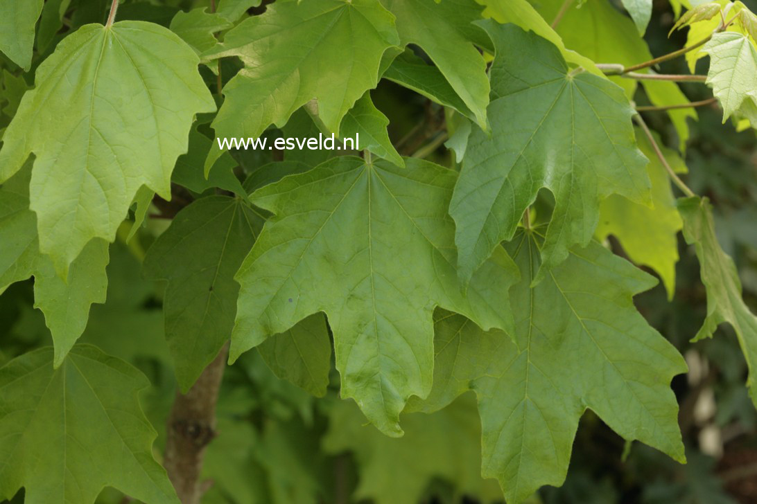 Acer saccharum 'Louisa Lad'