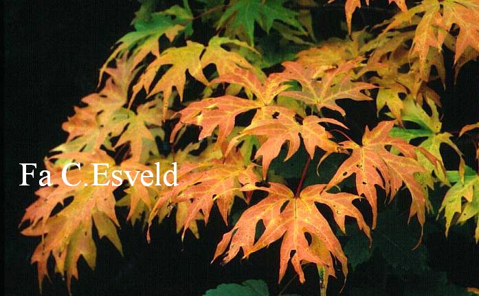 Acer saccharum 'Sweet Shadow Cutleaf'