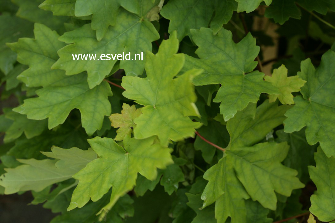 Acer saccharum ssp. grandidentatum