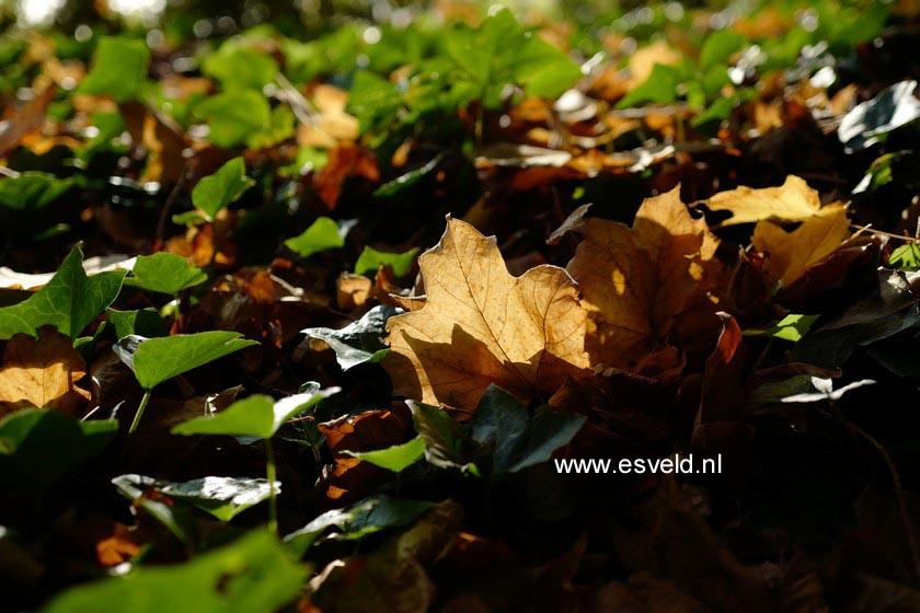 Acer saccharum ssp. nigrum