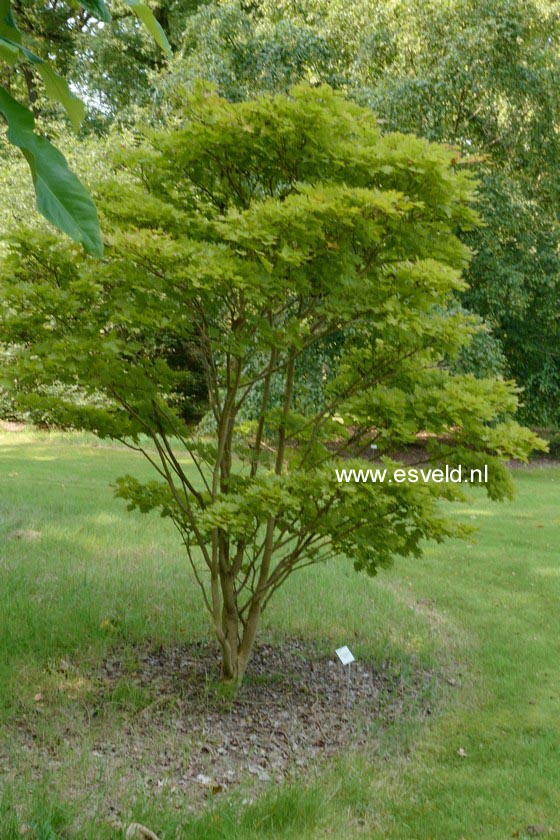 Acer shirasawanum 'Aureum'