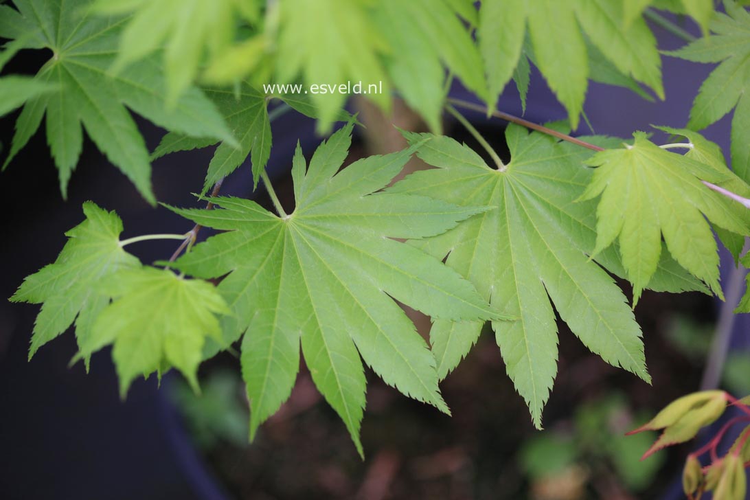 Acer shirasawanum 'Diana'