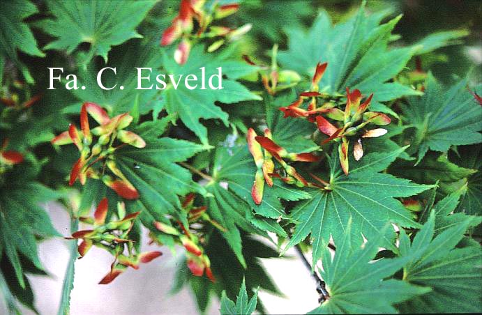 Acer shirasawanum 'Ezo-no-o-momiji'
