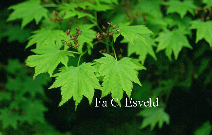Acer shirasawanum 'Juhni hito e'