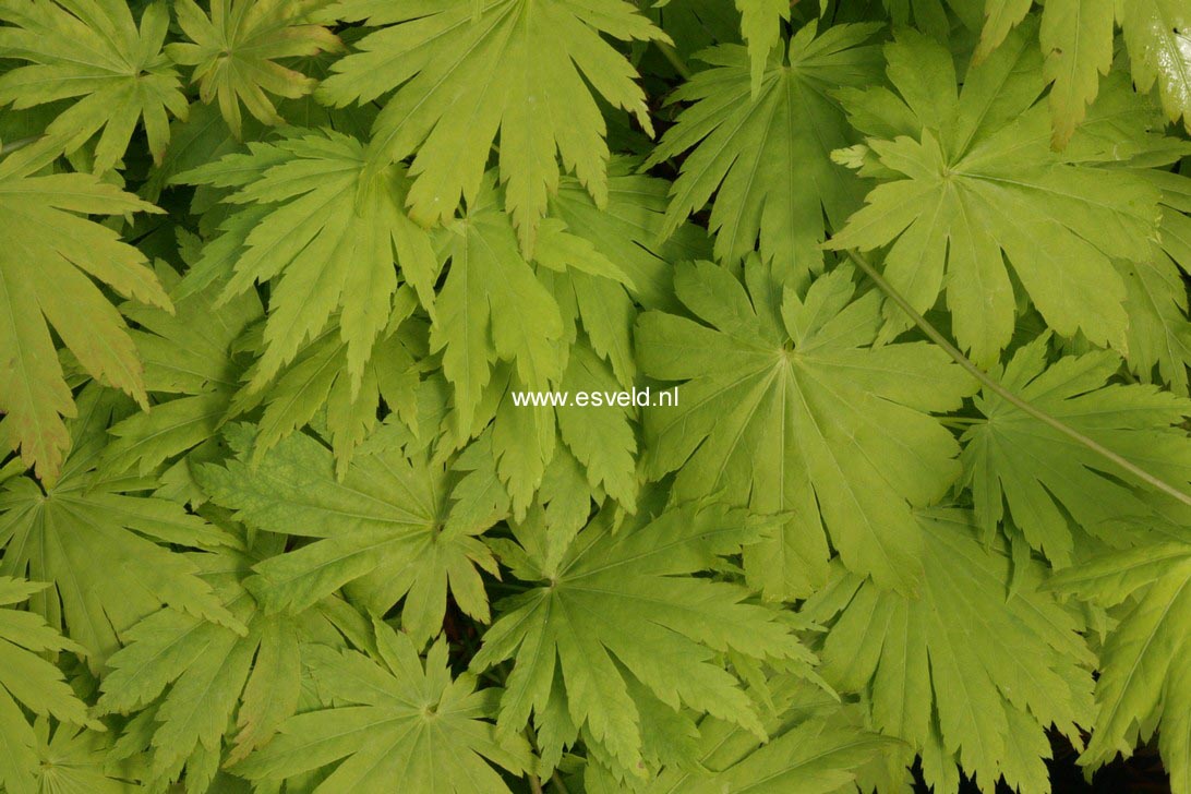 Acer shirasawanum 'Keikan-zan'