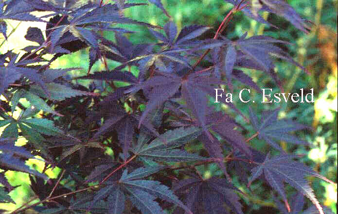 Acer shirasawanum 'Momiji-gasa'
