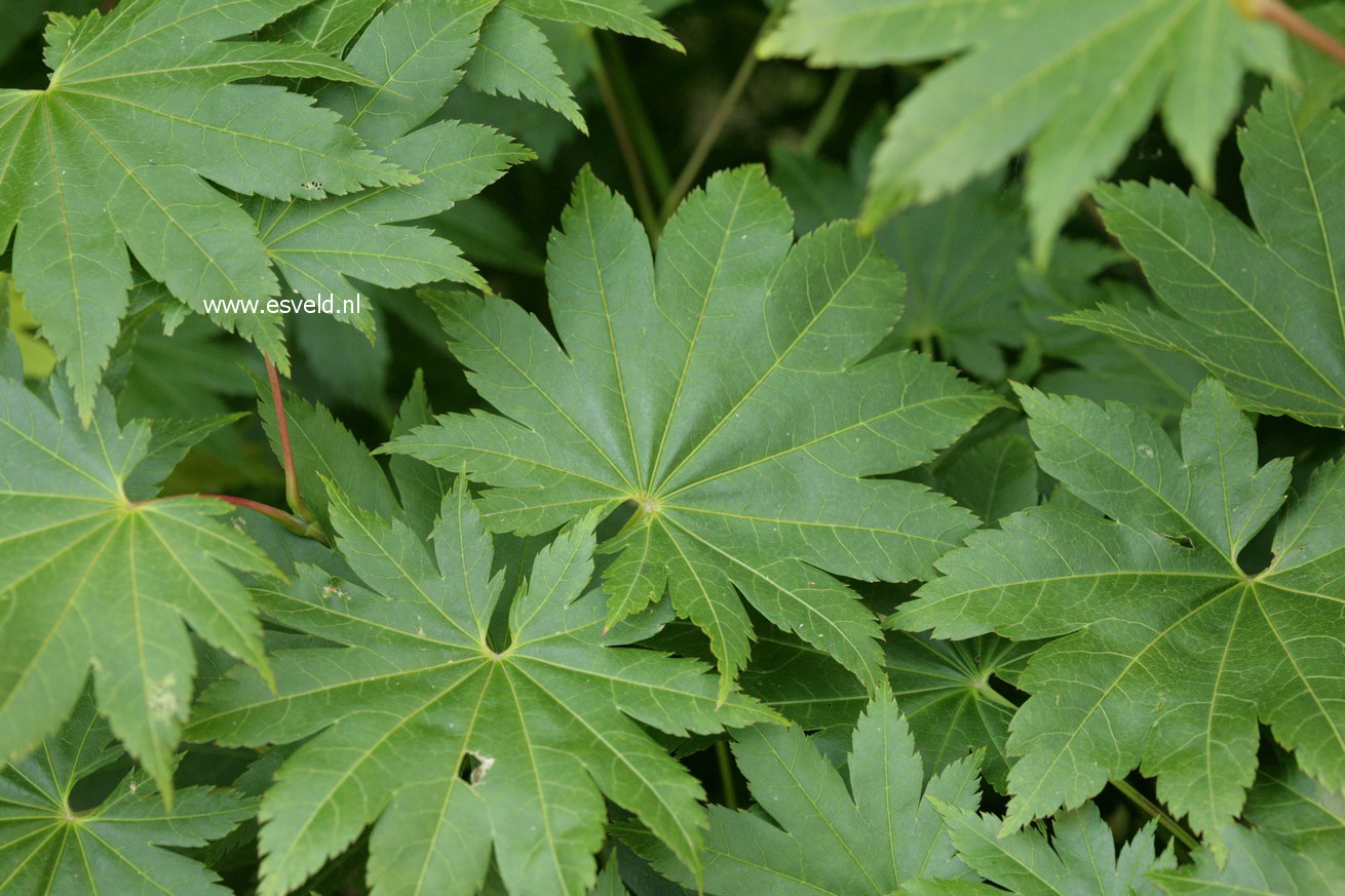 Acer shirasawanum 'Nikko'