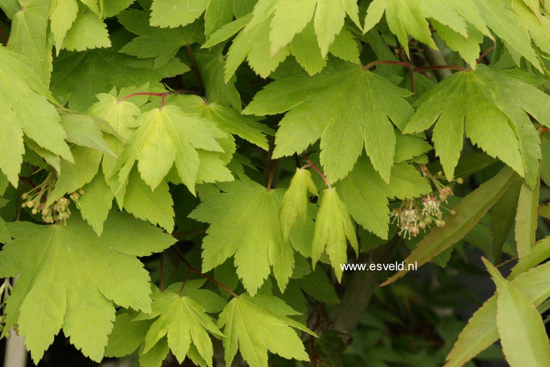 Acer sieboldianum 'Katsura-gisan'