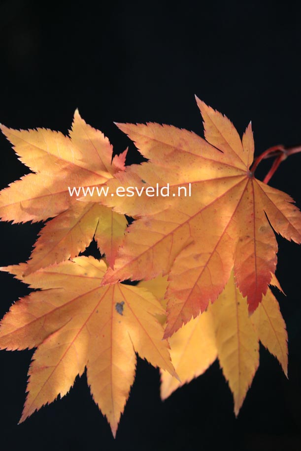Acer sieboldianum 'Kinu-gasa-yama'