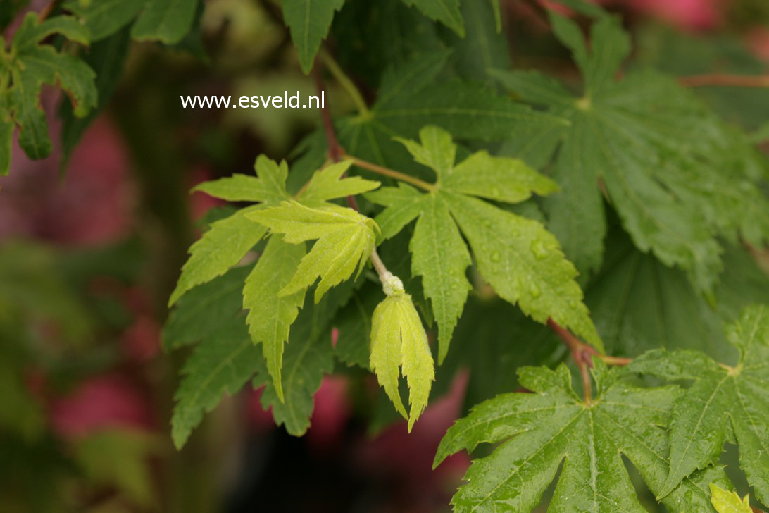 Acer sieboldianum 'Lovett'