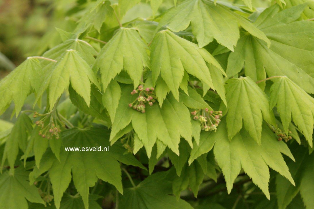 Acer sieboldianum 'Mikasa yama'
