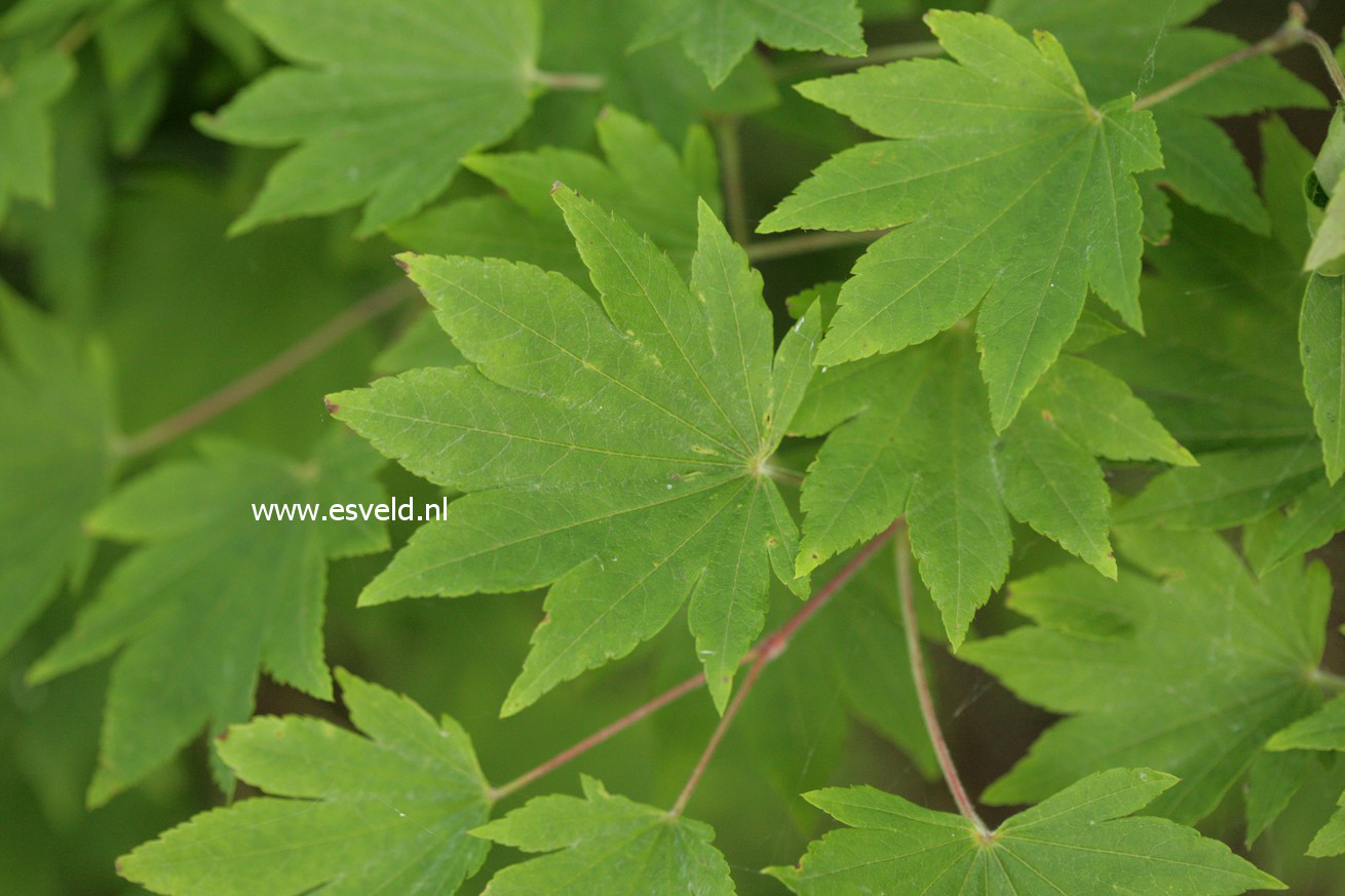 Acer sieboldianum 'Ogura-yama'