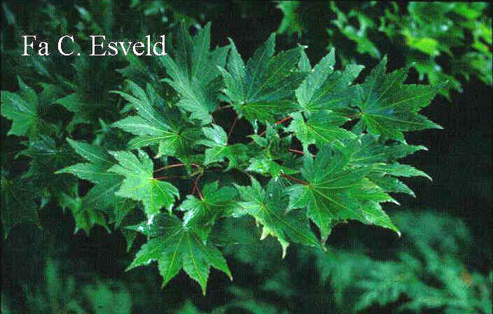 Acer sieboldianum 'Osiris'