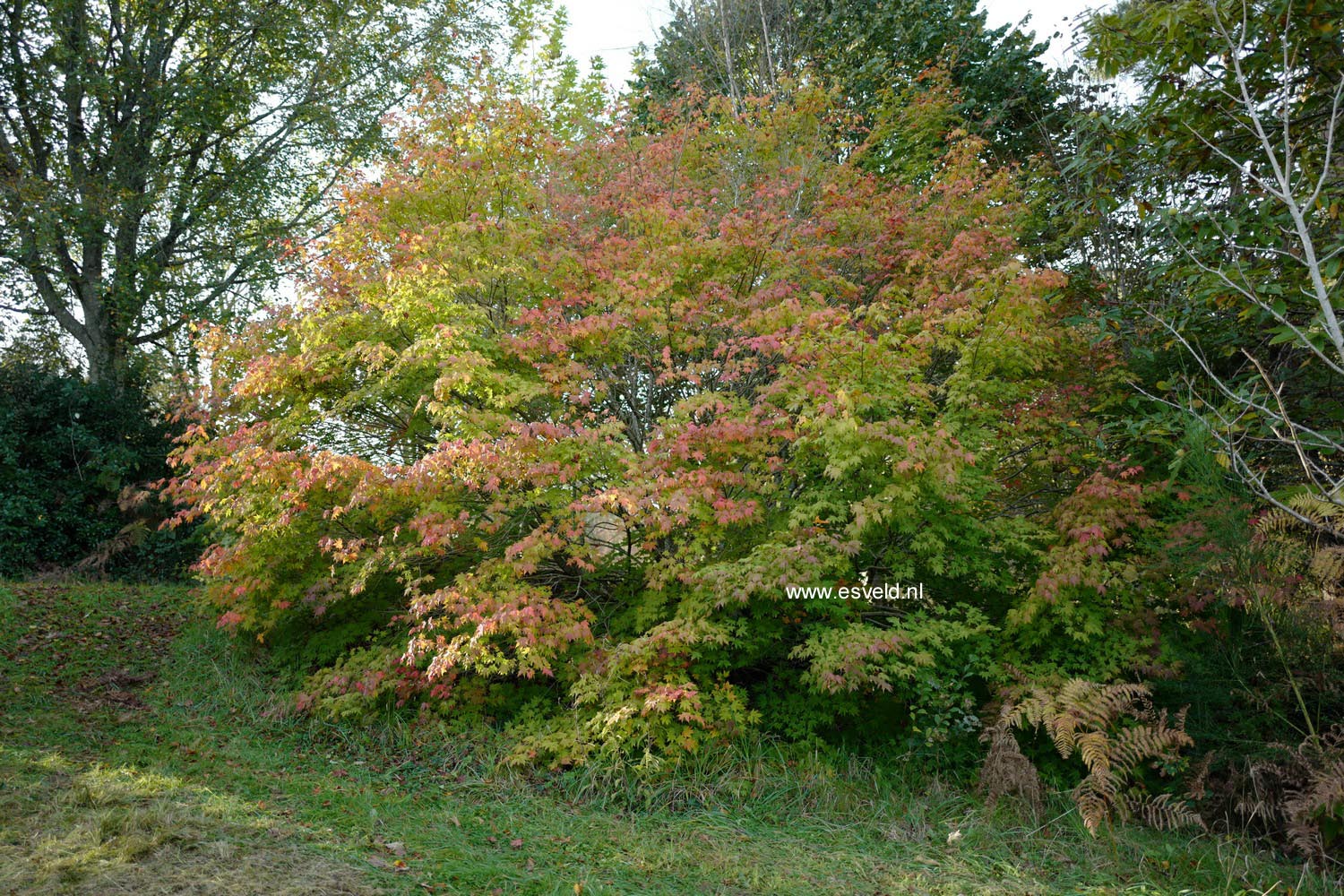 Acer sieboldianum