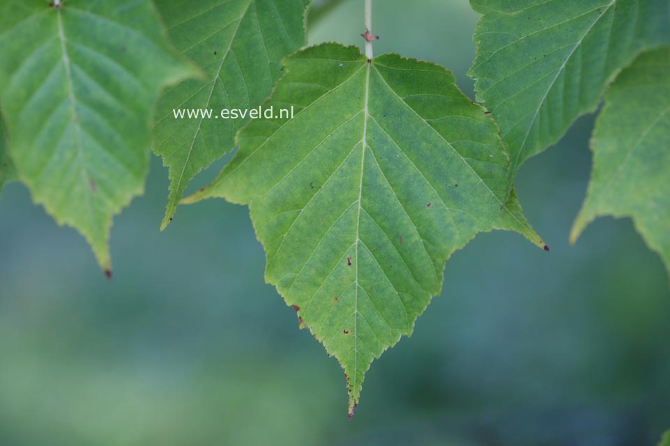 Acer sikkimense spp. metcalfii