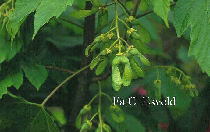 Acer sterculiaceum franchetii