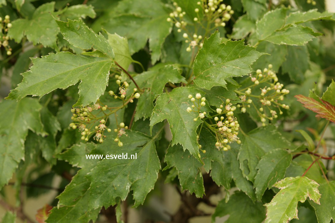 Acer tataricum 'Emerald Elf'