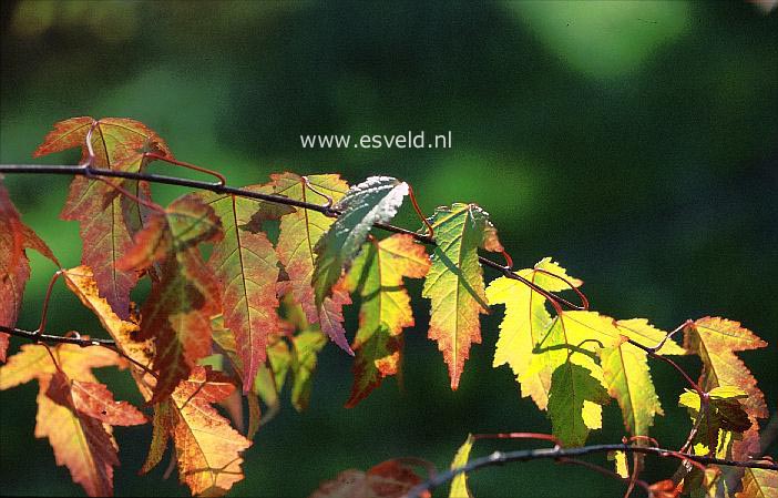 Acer tataricum 'Fire'