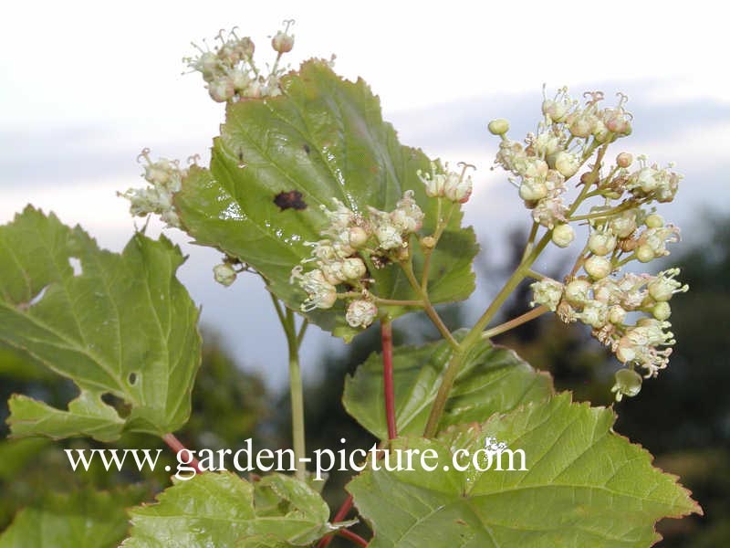 Acer tataricum 'Flame'
