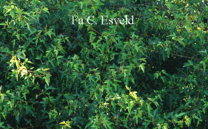 Acer tataricum ssp. semenovii