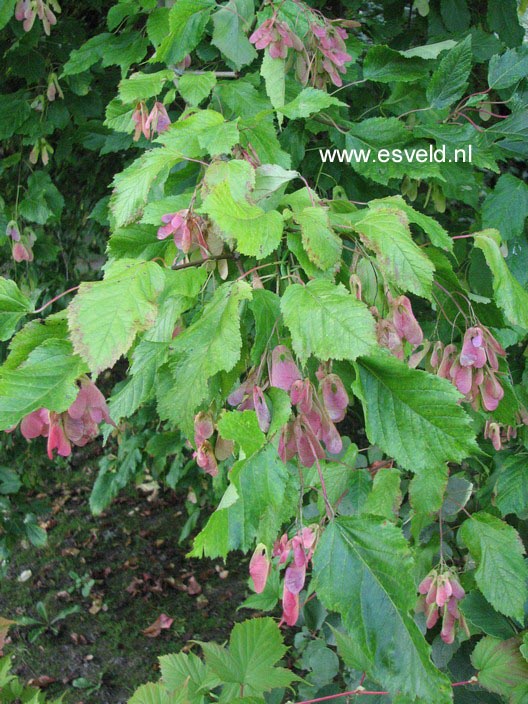 Acer tataricum