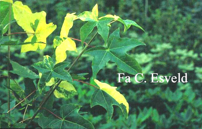 Acer truncatum 'Akaji'