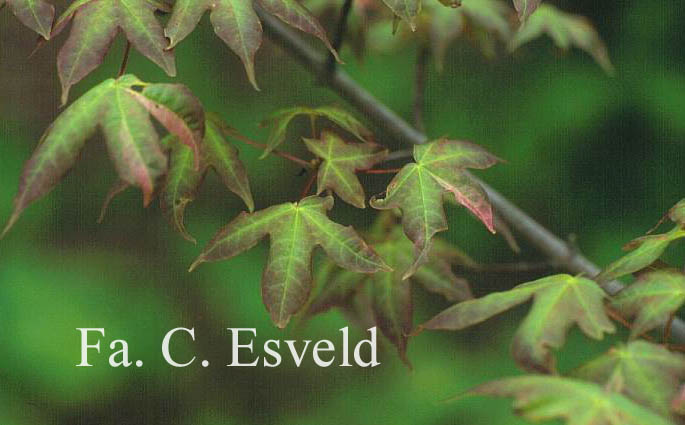 Acer truncatum 'Akikaze-nishiki'