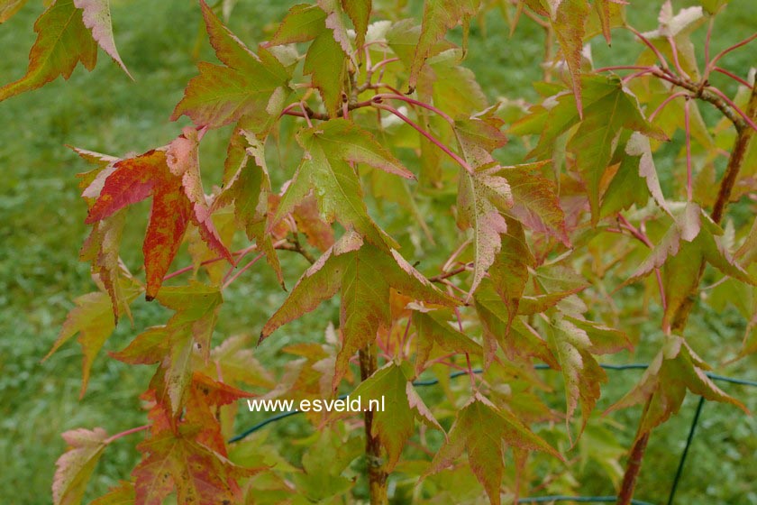 Acer tschonoskii ssp. koreanum