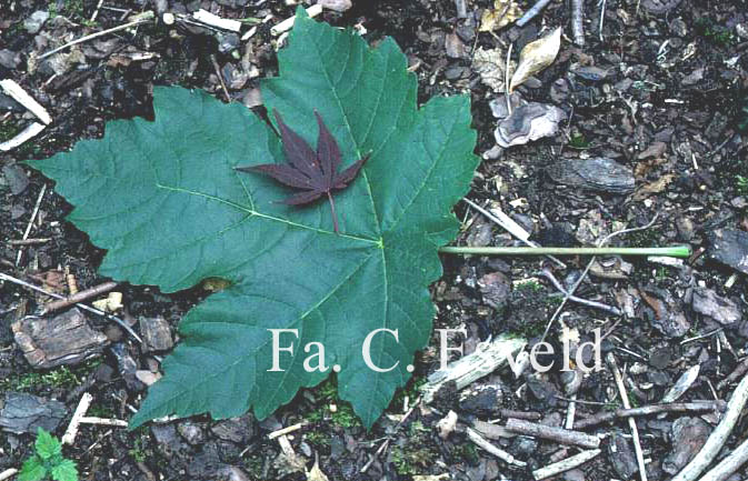 Acer velutinum var. glabrescens