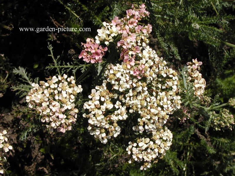 Achillea 'Alabaster'