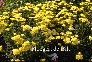 Achillea 'Martina'