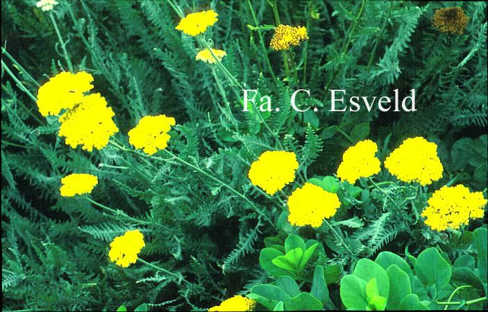 Achillea 'Schwellenburg' Achillea 'Schwellenburg'